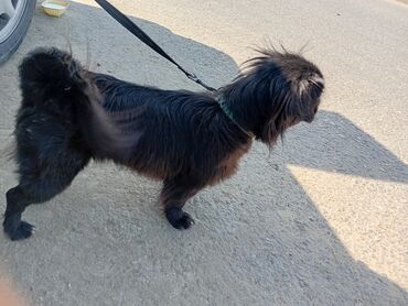 it yuvası satilir: Pekines, 10 ay, Dişi, Peyvəndli, Ödənişli çatdırılma