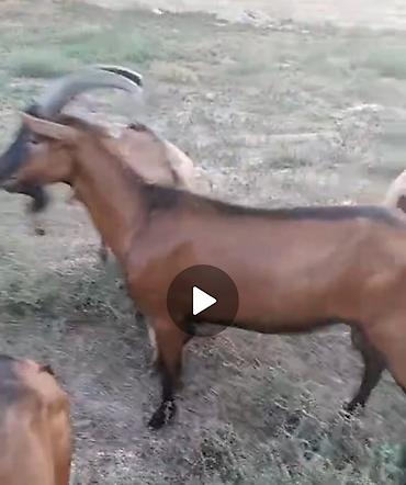 Keçilər, çəpişlər: Erkək, Alpine, il: 1, Damazlıq — 3