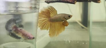 Рыбы: Петушки (Betta splendens), декоративные самцы с роскошными — 9