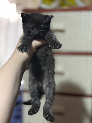 кошка в добрые руки: Скотиш Страйт (Шотландская прямоухая), 1 месяц, Мальчик, Черный, Приучена к лотку, Проглистована, С прививками