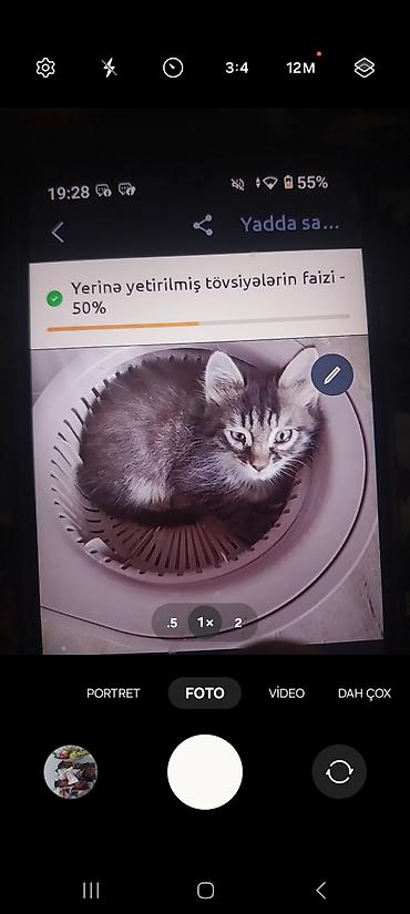 pişik şinşila: Balaca pişik balası – tüklü, boz rəng çalarlarında, alnında və — 1