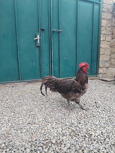 pishiklerin satishi: Salam. Avstrolop xoruz satılır sağlam heyvandır unvan Binə qesebesi — 3