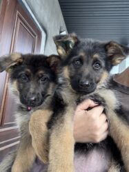 как купить собаку: 🐾 Щенки немецкой овчарки 🐾 Продаются красивые, породные щенки