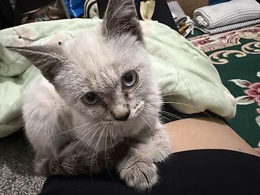 белые вислоухие котята: Беспородная, 1 месяц, Мальчик — 1