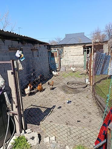 Продажа коттеджей и домов: Дом находится в совхозе фурунзе на первой линии улица Фрунзенская 7 — 5