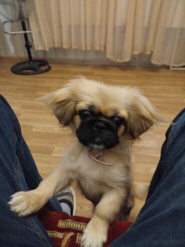 Gəmiricilər: Pekines