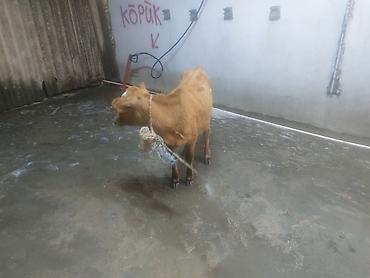 xaski ucuz: Qırmızımtıl-qəhvəyi rəngdə bala inək (dana) - Növ: Mal-qara, dana - — 2