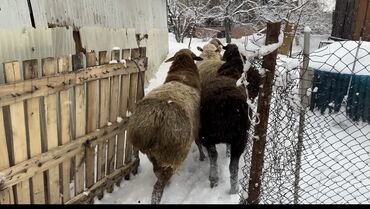 Бараны, овцы: Продаю | Баран (самец) | На забой | Кастрированные