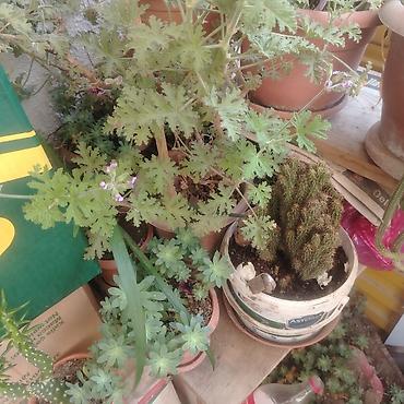 ev guleri: Ev üçün dekorativ otaq bitkiləri dəsti Təsvir: - 2 ədəd hibiskus (Çin — 10
