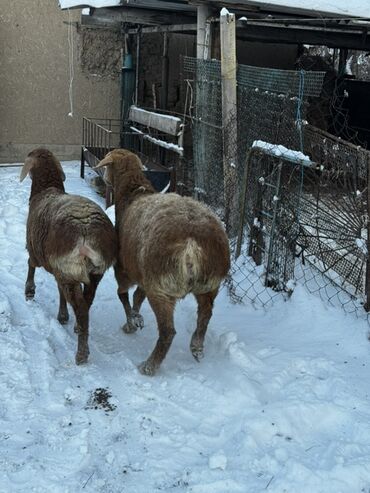 Бараны, овцы: Продаю | Овца (самка), Баран (самец) | Арашан — 5