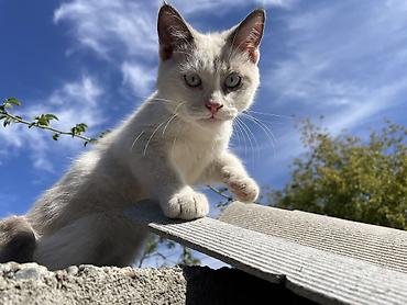 кошка 124: Отдаю котят 2 мес 2 мальчика 1 девочка район кок жар жилмассив — 5