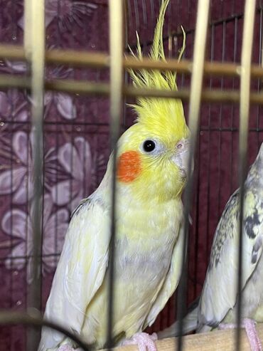 Qəfəslər: Salamlar quşlar şatılir hamısı idyal vəziyyətdədirlər .vitaminləri35 — 8