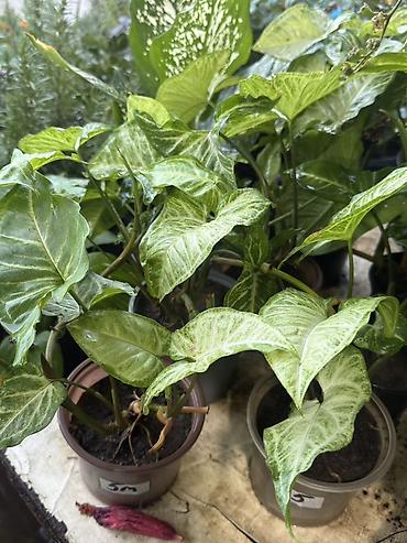 bitki guli: Syngonium (oxotaoxşar yarpaq) otaq bitkisi – dekorativ yarpaqlı - — 1