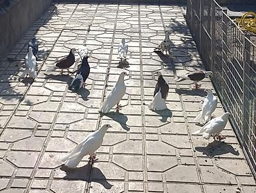 quşlar: Salam göyerçinler satılır hası eni quyrug. içinde bir bala var 19 — 3