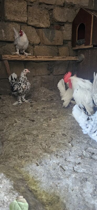 приют для кошек баку: Yaponka ailəsi satılır 4 fərə 4 xoruz sağlam heyvanlar dı cütü 35