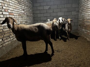 Бараны, овцы: Продаю | Овца (самка) | Полукровка | Матка at lalafo.kg Бараны, овцы: Продаю | Овца (самка) | Полукровка | Матка