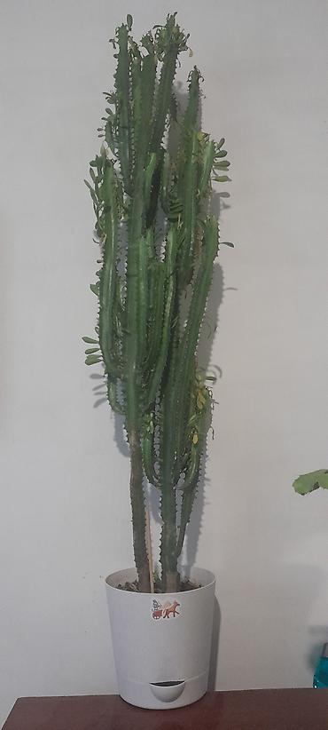 Бегонии: Продаю домашние растения — 6