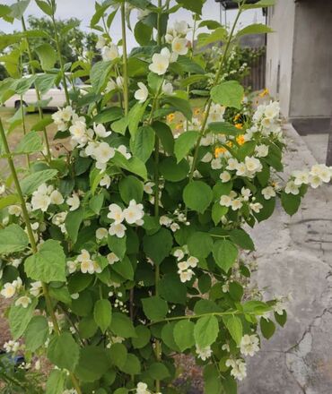 Toxumlar: Həyət gülleri. 90növ çesid var! — 30