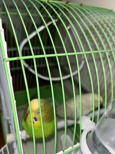 danişan quş: Cutduler yuva ile birlikde verilir unvan celilabad catdirilma var
