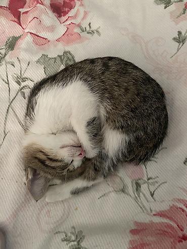 русская кошка: 2 месяца, Мальчик, Приучена к лотку — 2