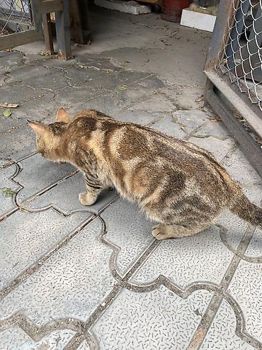 Продажа кошек: Котик бенгал зовут Элвис — 3