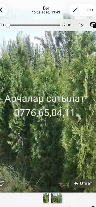 отун продаю: Живые хвойные саженцы — можжевельник/туя (вертикальные колонновидные — 1