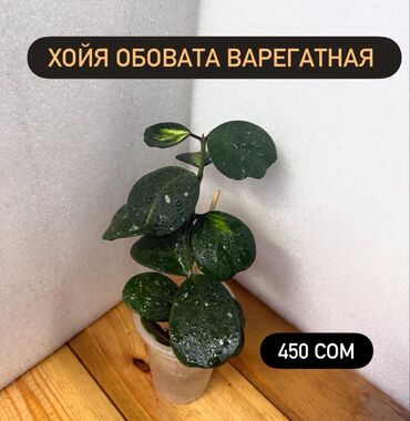 Хойи: Хойя (Hoya) - Хойя публикалис сплэш –Цена: 450 сом. - Хойя Мередити — 3