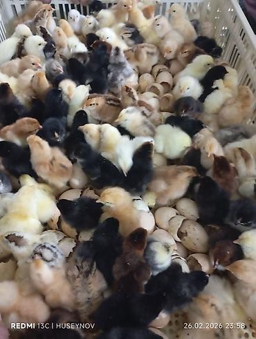 Digər quşlar: Her nov cuce satişi. xarkov çil 2m xarkov 1.50m atkas 3m avstroluq 3m — 22