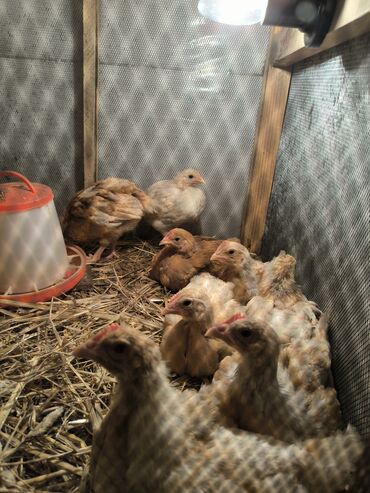 клетки для хомяков: Куриные цыплята, Для мяса at lalafo.az клетки для хомяков: Куриные цыплята, Для мяса