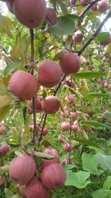 кг малины цена: Яблоки Голден, Оптом