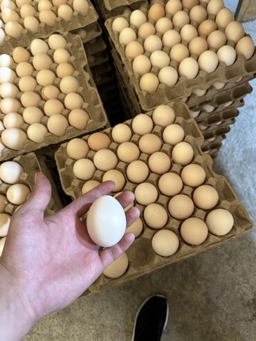 спортивный костюм 54: Куриные яйца! Подсобное хозяйство! Чистый продукт, без химии а