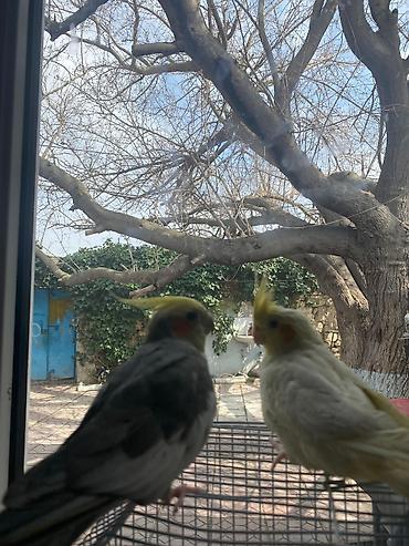 məndə at vasapda: Disi Və Erkəy Korlla Hazir cut Yumurtluyur. tam Saglamdilar Erkey — 2