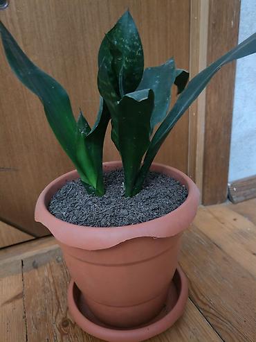 kok: Sansevieria gülü - Növ: Sansevieria trifasciata (Qaynanadili) - — 2