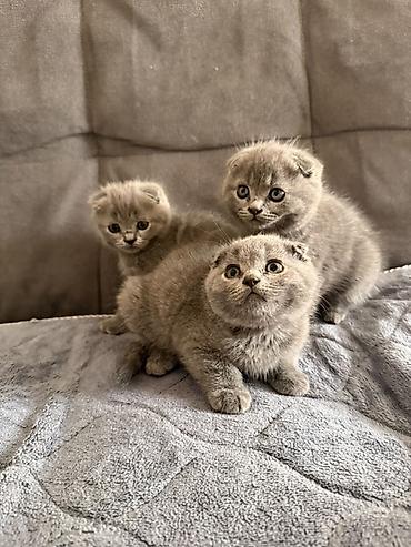 сиамский вислоухий кот: Шотландские вислоухие котята, окрас голубой (плюшевый серый). - Помёт — 1