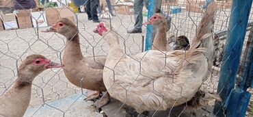 ineklerin qiymeti: Salam aleykum 3 fərq 1xoruz cavan maldi yumurtayilar mirvaridi qiymət