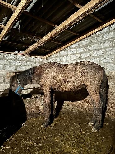 Лошади, кони: Продаю | Кобыла (самка), Конь (самец), Жеребенок | Полукровка | На забой, Для разведения, Для молока — 15