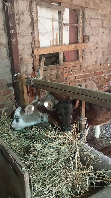 Коровы, быки: Продаю | Бык (самец) — 5