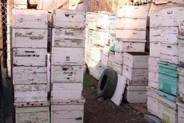 Товары и оборудование для с/х животных: Ульи около 45 комплектов. Рутовская система, корпусные, пригодны для — 23