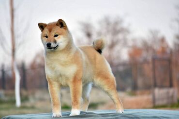 psi na poklon prokuplje: NEW "MINMIGORA' S" litter "Minmigora' s" Shiba Inu kennel present new