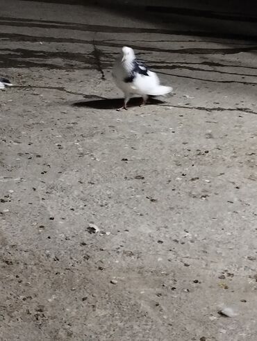 Bağ və bostan üçün digər məhsullar: Fındıq bağı – intensiv sıralı əkiliş - Məhsul: fındıq bağı — 10