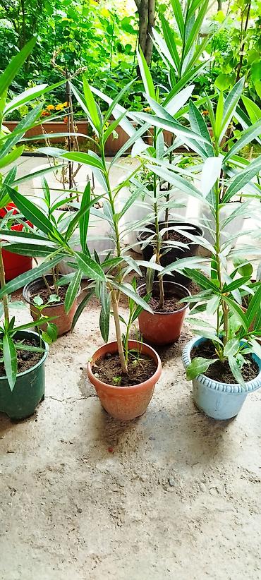 алоэ купить: Детки Олеандра (Nerium oleander) в горшках - Вид: вечнозелёный — 1