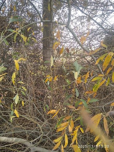 Тополь: Тополя для озеленения/живой изгороди - Порода: тополь (пирамидальный — 23