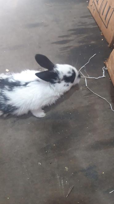 Dovşanlar: 1-ci şəkildəki yarı karlik Dovşanlar 15-azn. 3-cü şəkildəki Ag -AgQara — 17