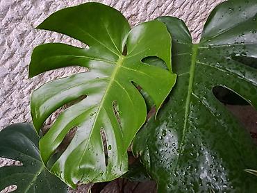 Filadendron, velika biljka, jednostavn je za odrzavanje