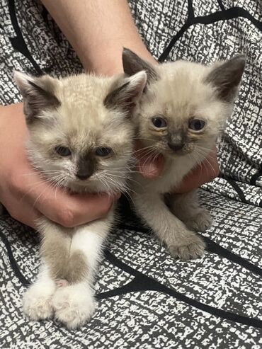 куплю сиамского котенка: Сиамская, 2 месяца, Девочка, Биколор, Приучена к лотку