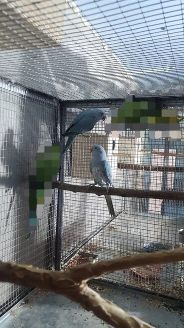 животные птицы: Галубой ожерель 1 год 
Александр 1 года