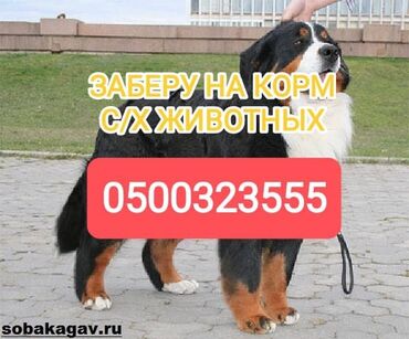 скот продаю: Сатып алам | Уйлар, букалар, Жылкылар, аттар | Күнү-түнү, Бардык шартта