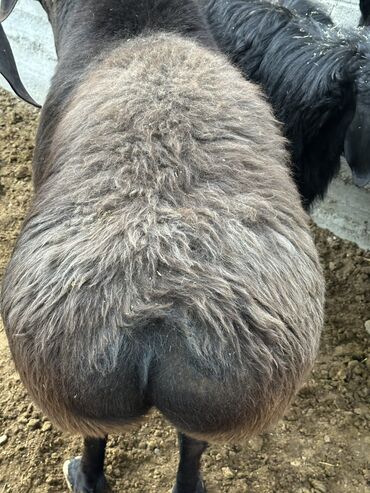 Бараны, овцы: Продаю | Баран (самец), Ягненок | Гиссарская, Арашан | Для разведения, Для шерсти, На забой | Племенные — 13