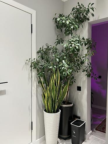 Фикусы: Фикус Бенджамина в напольных кашпо - Два взрослых деревца в отдельных — 13