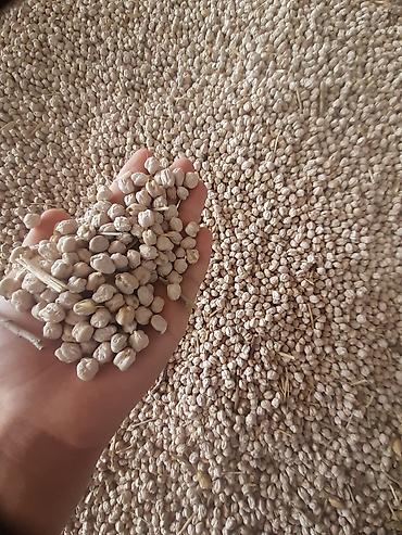 xalça satisi: Arpa Və Noxud Satılır Toxumluq üçün idealdır. Əlaqə nömrəsi — 1